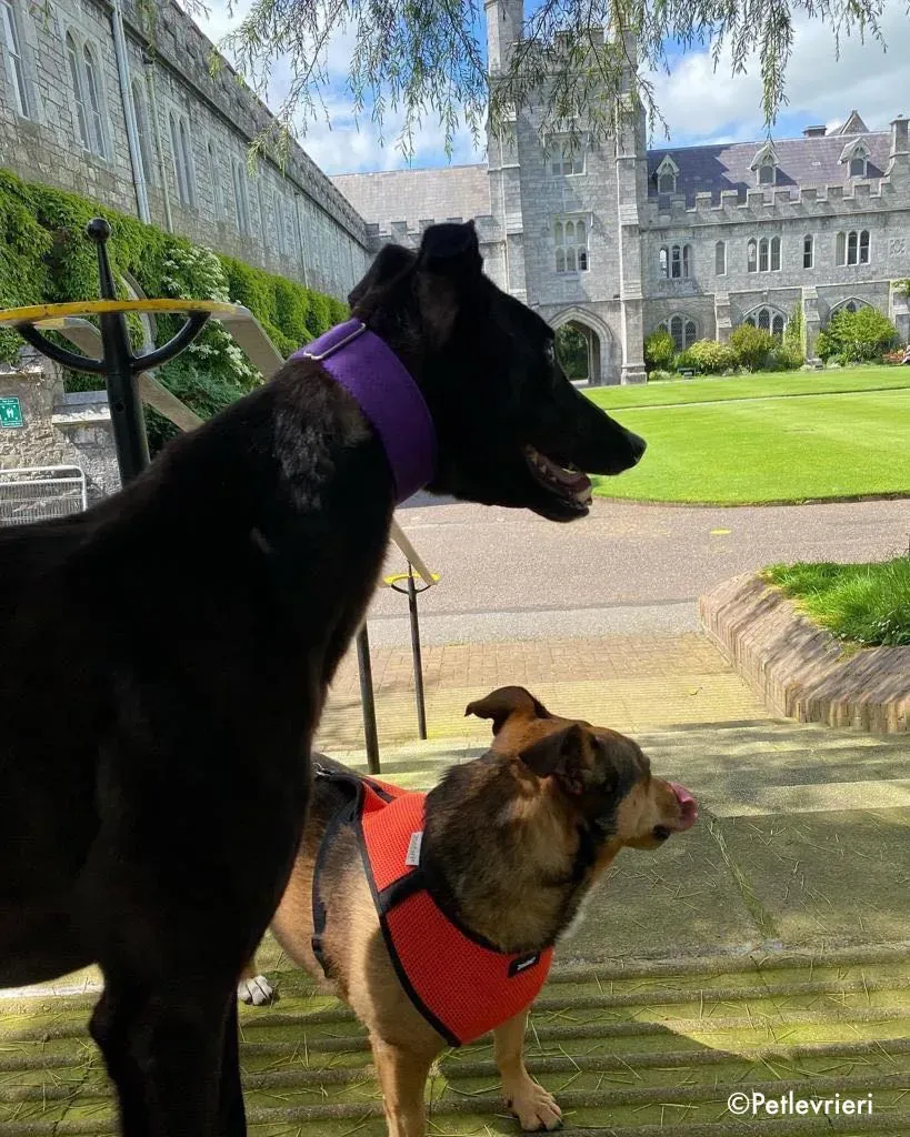 ernest adozione levrieri greyhound 24