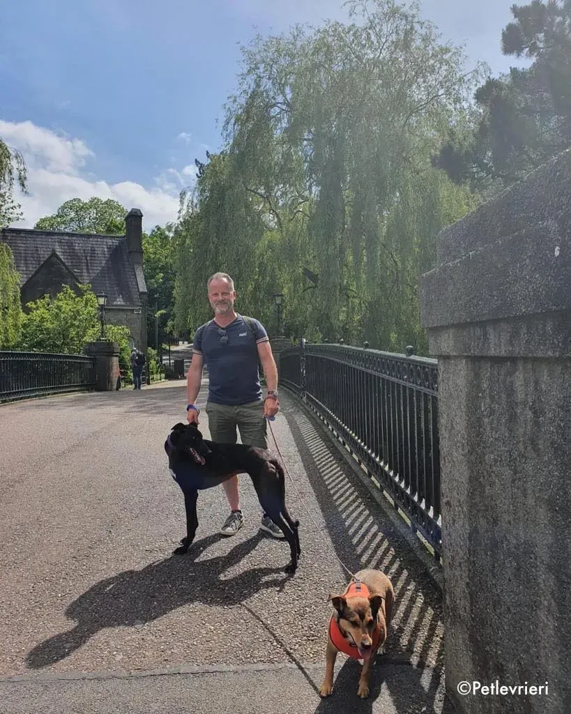 ernest adozione levrieri greyhound 25