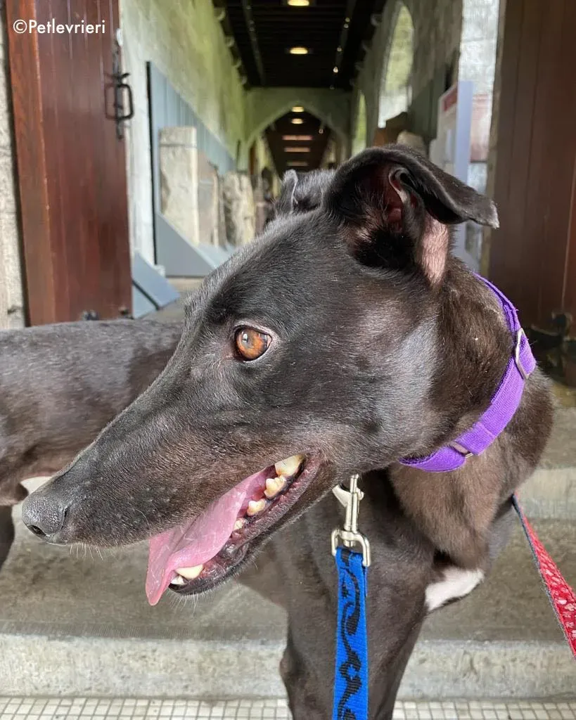 ernest adozione levrieri greyhound 27