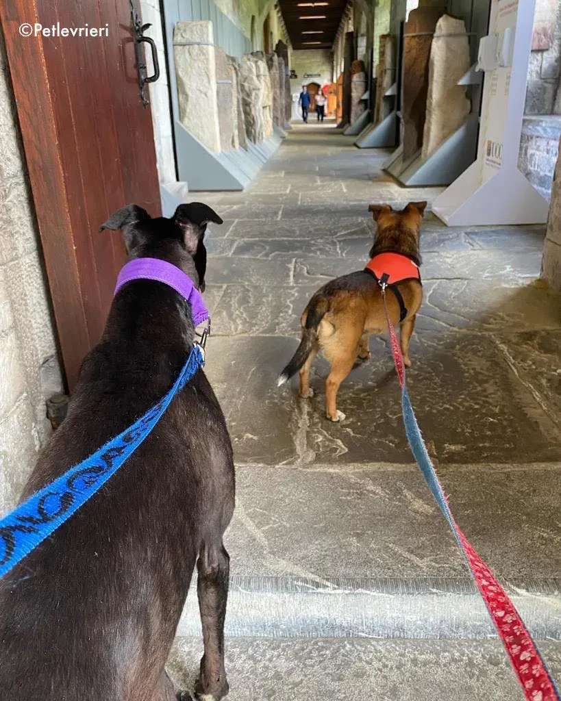 ernest adozione levrieri greyhound 28