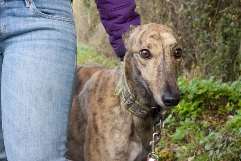 ernesto3 e1385753148352