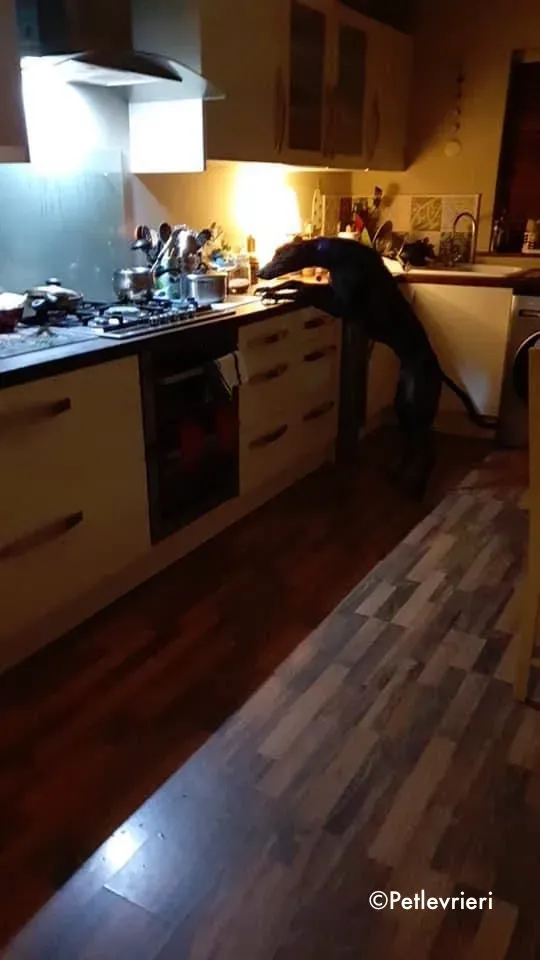 ernst adozione levrieri greyhound 1