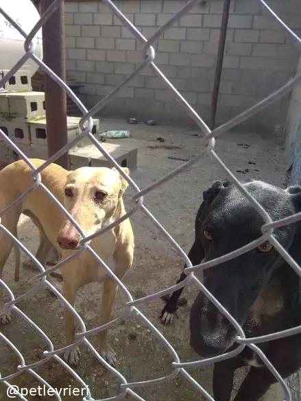 eros adozione galgo 1 1