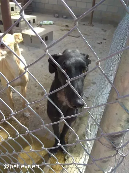 eros adozione galgo 2 1