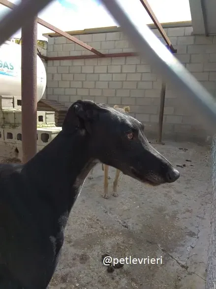 eros adozione galgo 3