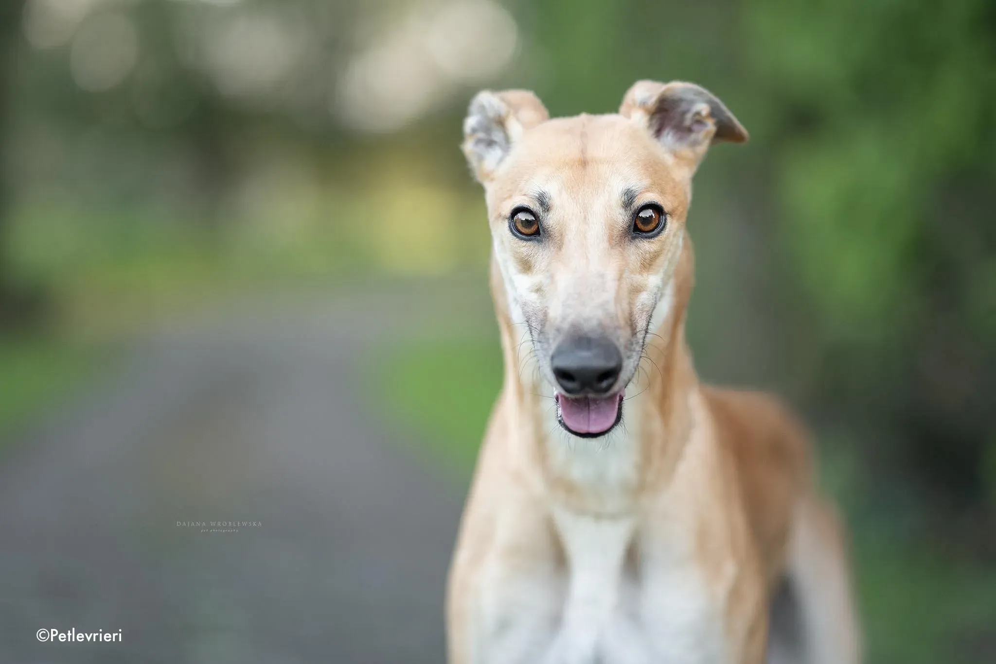 esko adozione levrieri greyhound 1 1