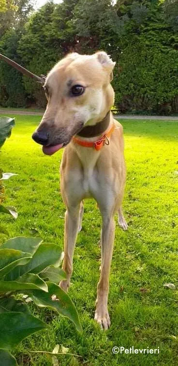 esko adozione levrieri greyhound 1