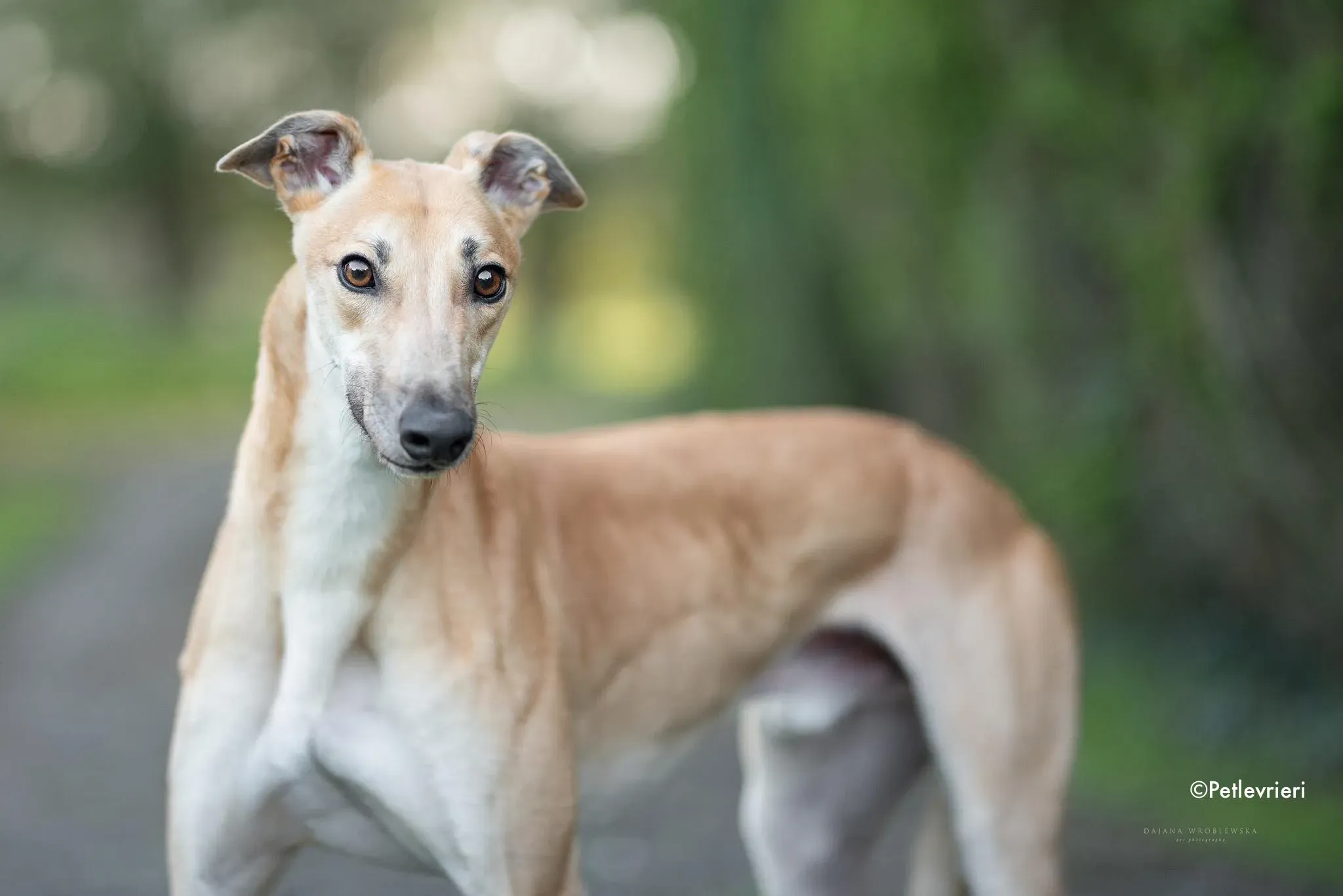 esko adozione levrieri greyhound 2 1