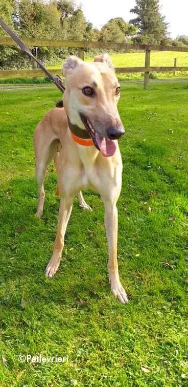 esko adozione levrieri greyhound 2