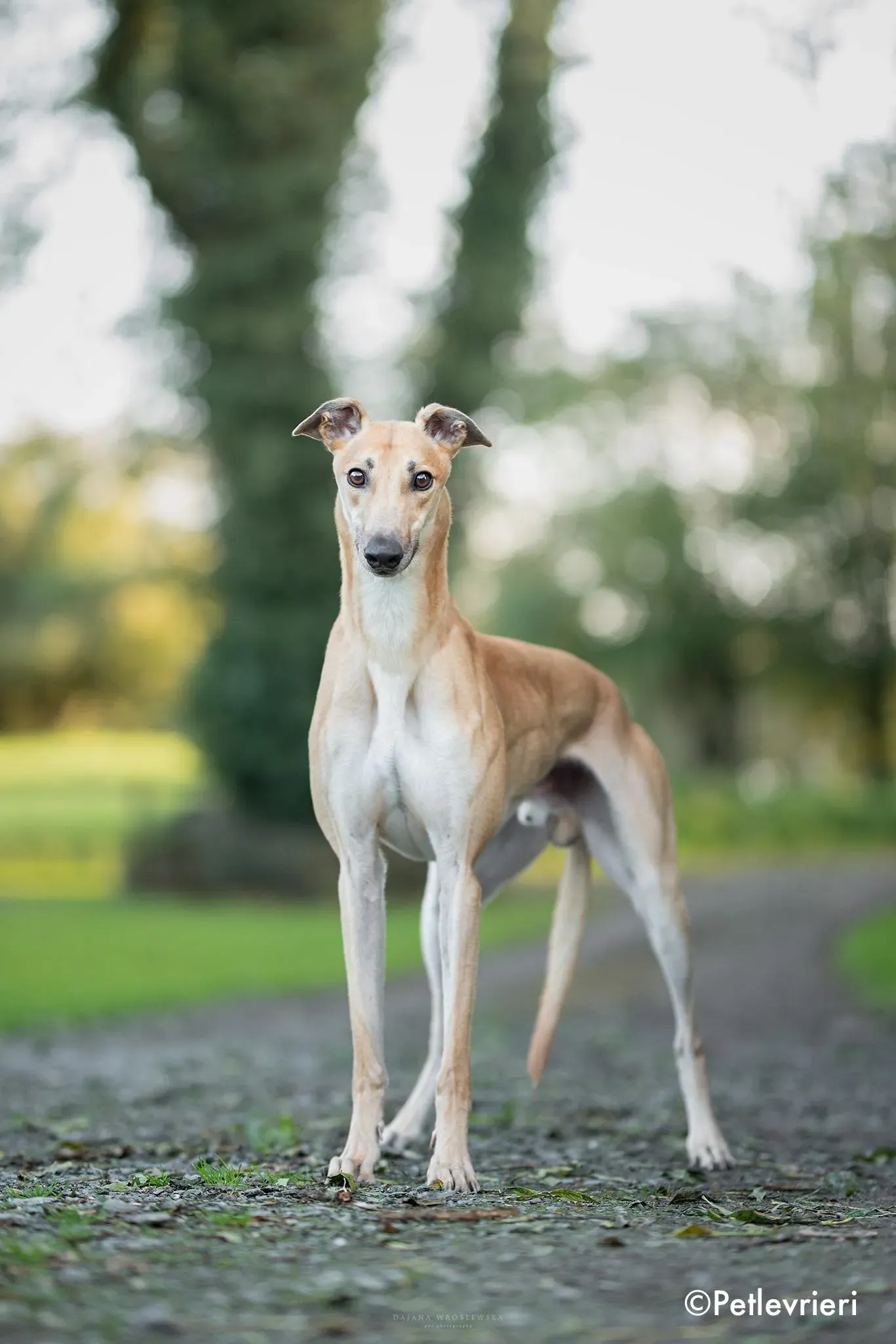 esko adozione levrieri greyhound 3 1