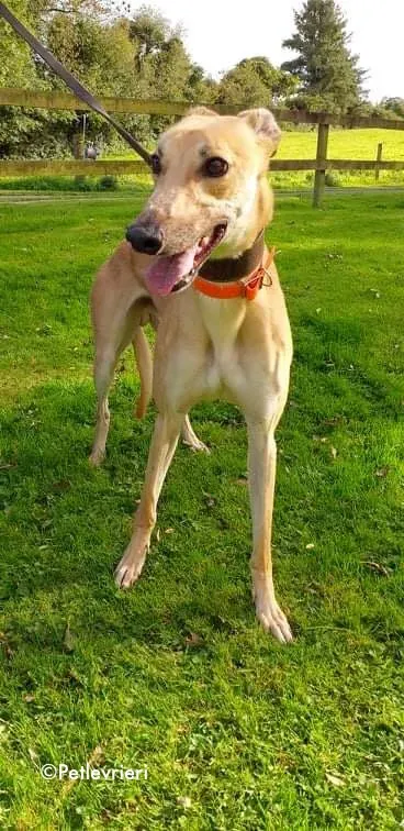 esko adozione levrieri greyhound 3