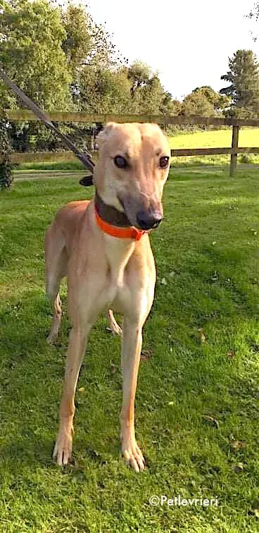 esko adozione levrieri greyhound 4