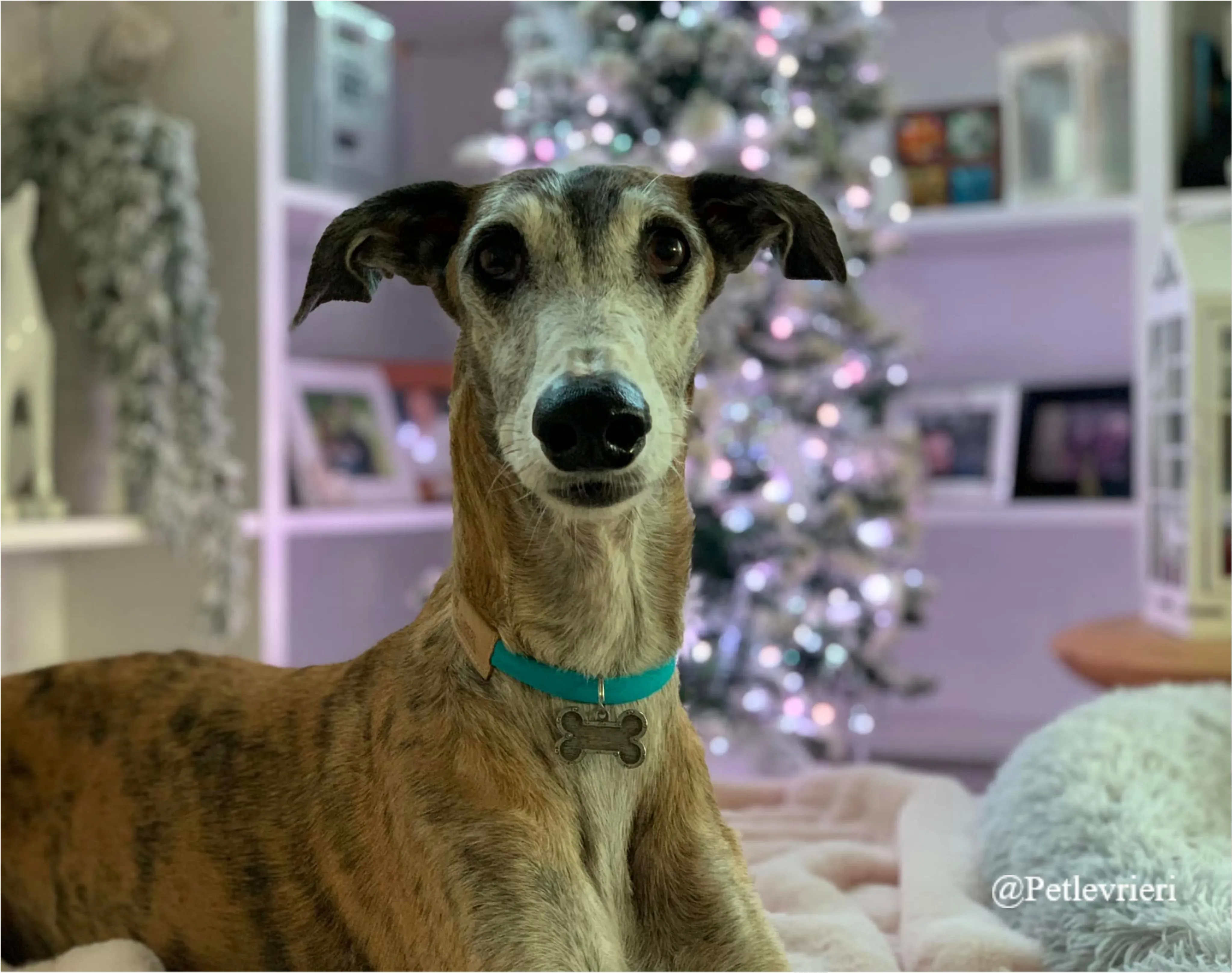 espartaco pet levrieri natale 2021