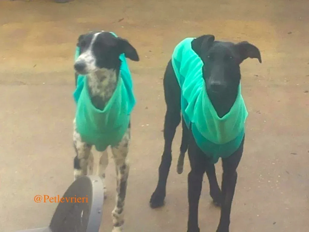 estelle adozione levrieri galgo 2
