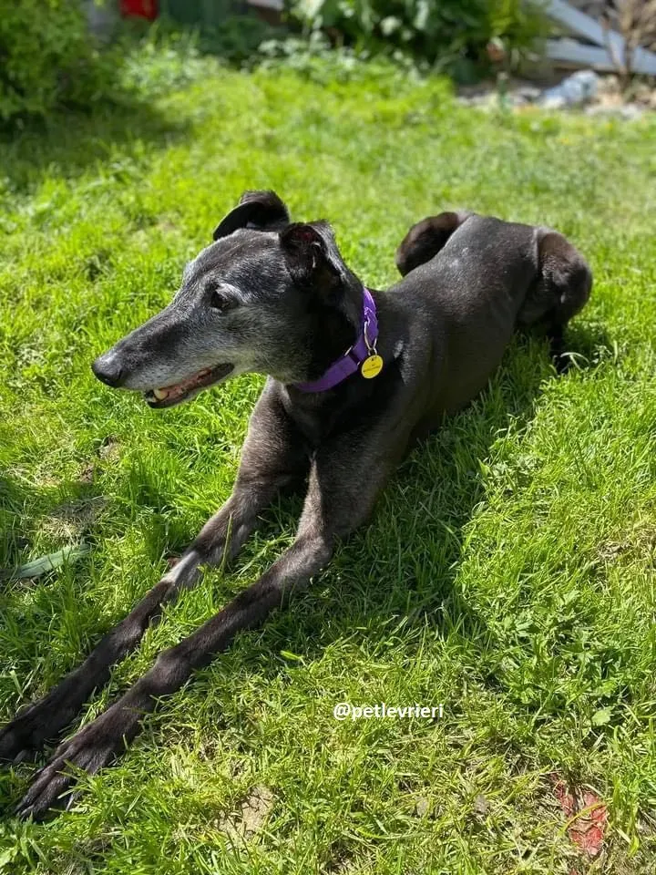 ethel adozione greyhound 1 1