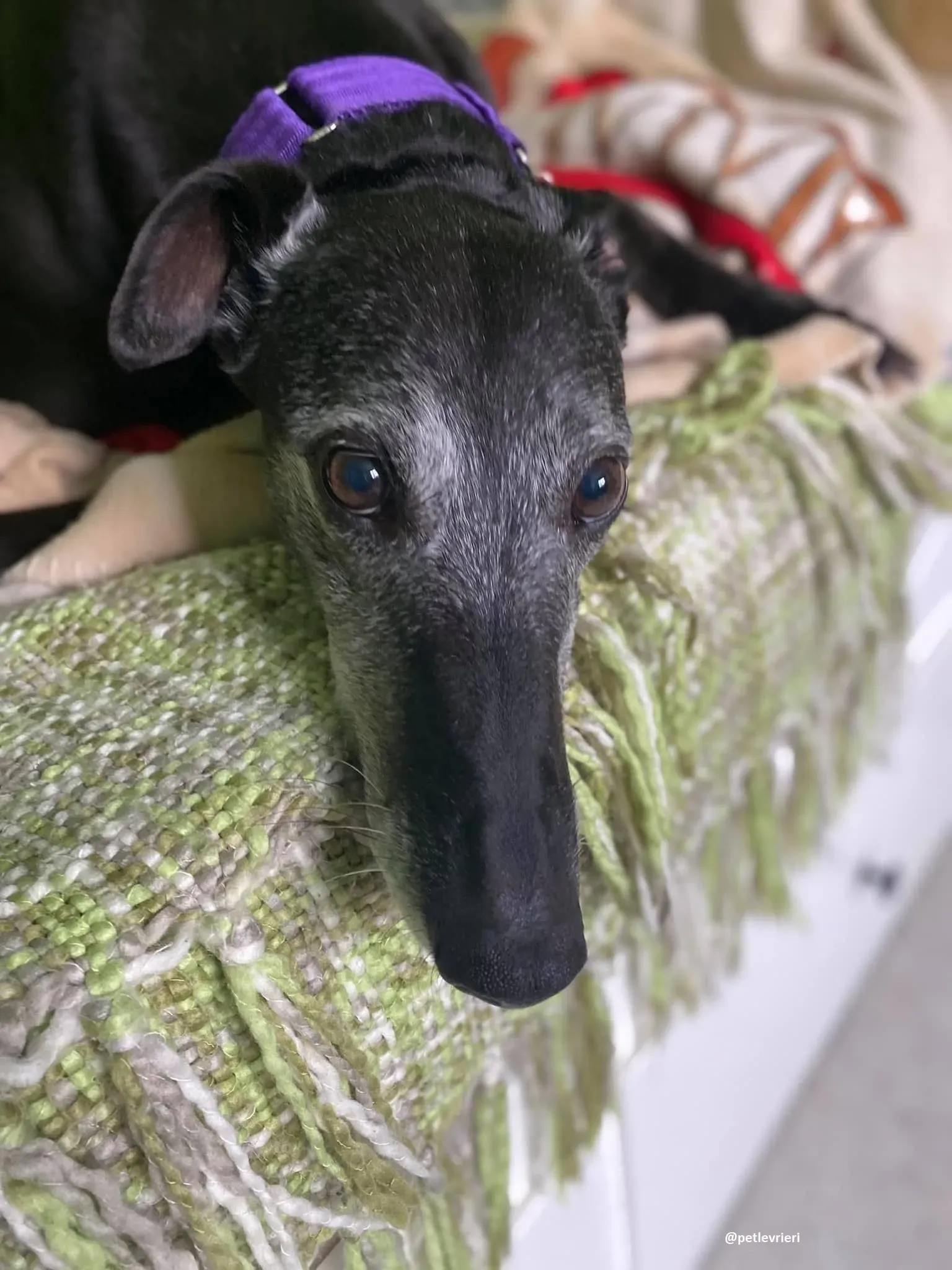 ethel adozione greyhound 1 2