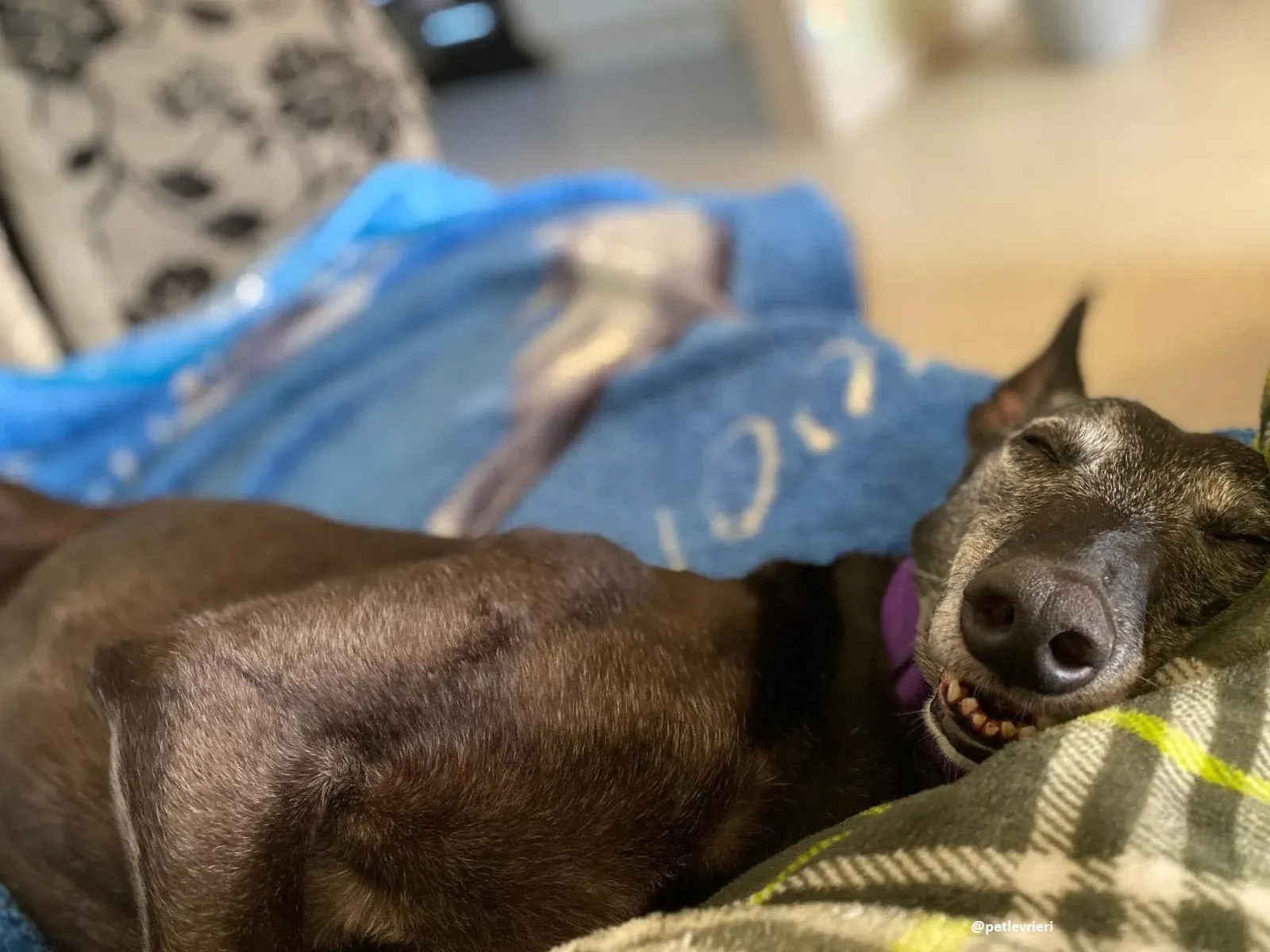 ethel adozione greyhound 1 3