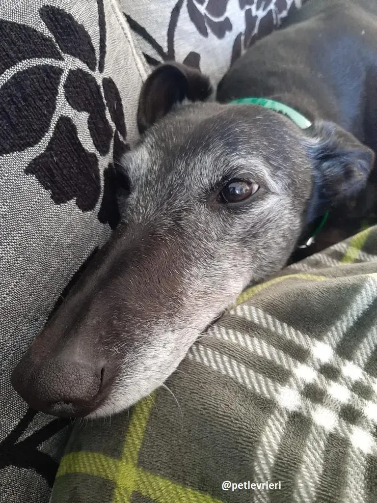 ethel adozione greyhound 1