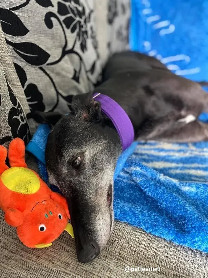 ethel adozione greyhound 10 1