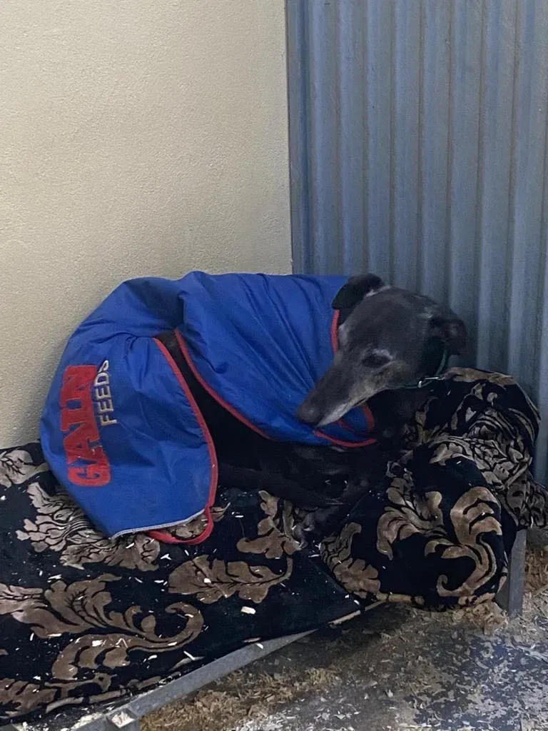 ethel adozione greyhound 10