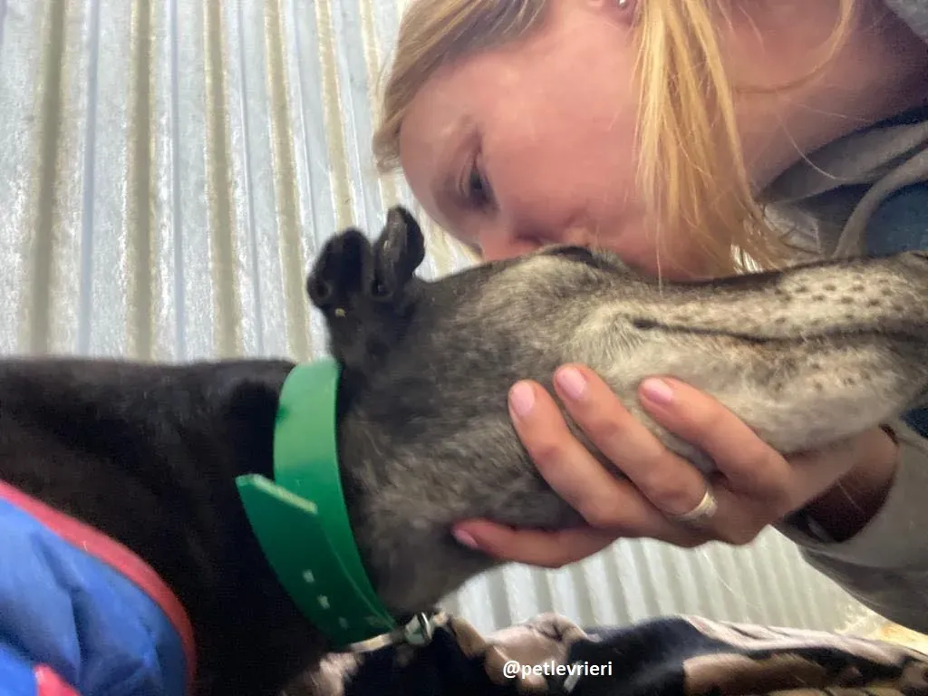 ethel adozione greyhound 11