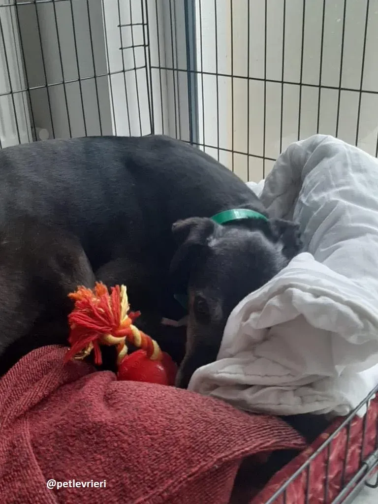 ethel adozione greyhound 12