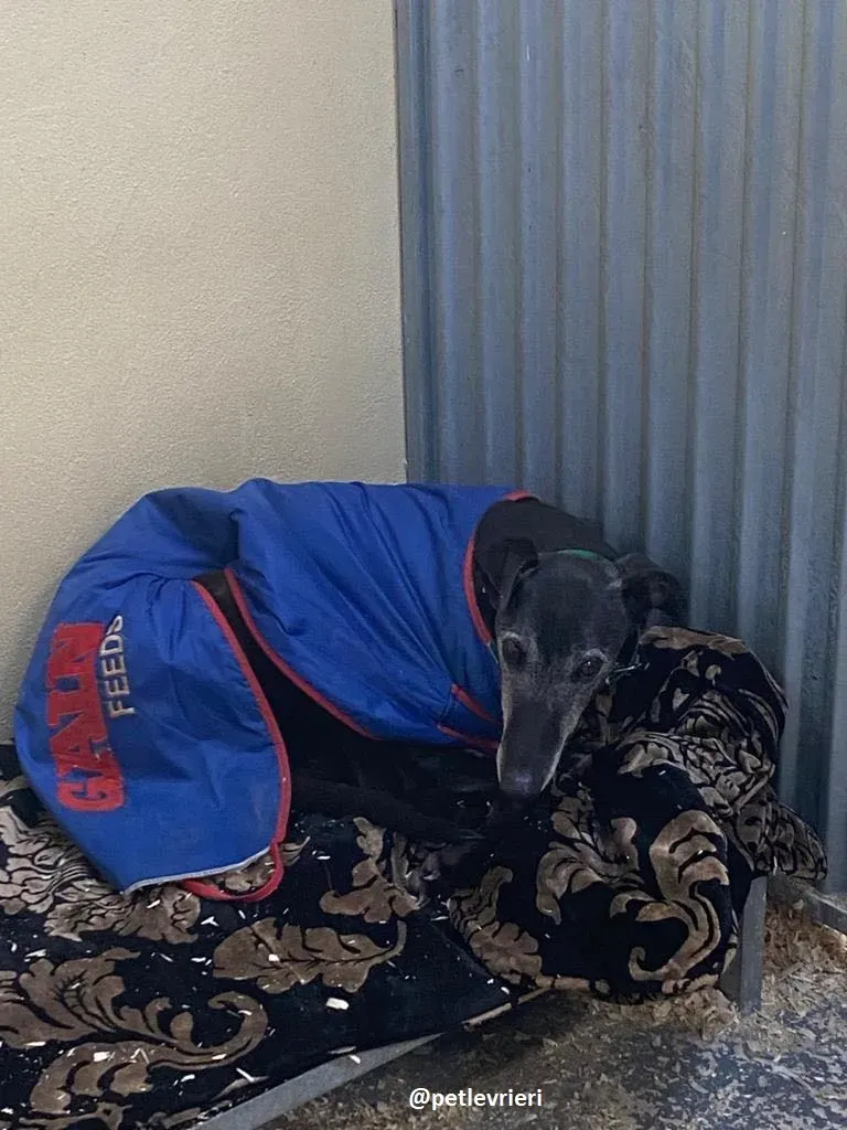 ethel adozione greyhound 13