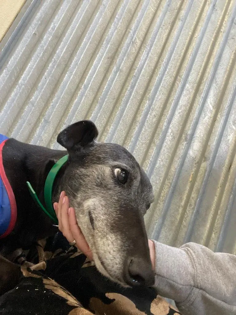 ethel adozione greyhound 14
