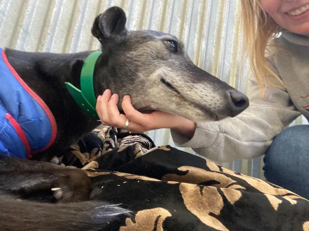 ethel adozione greyhound 15