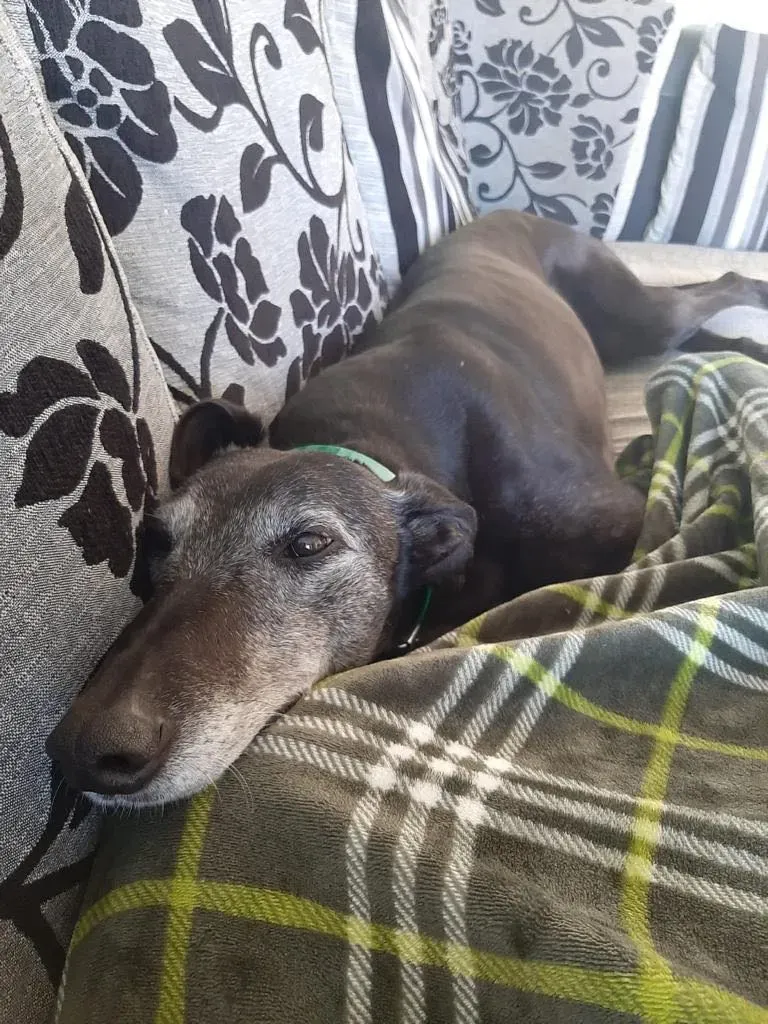 ethel adozione greyhound 16