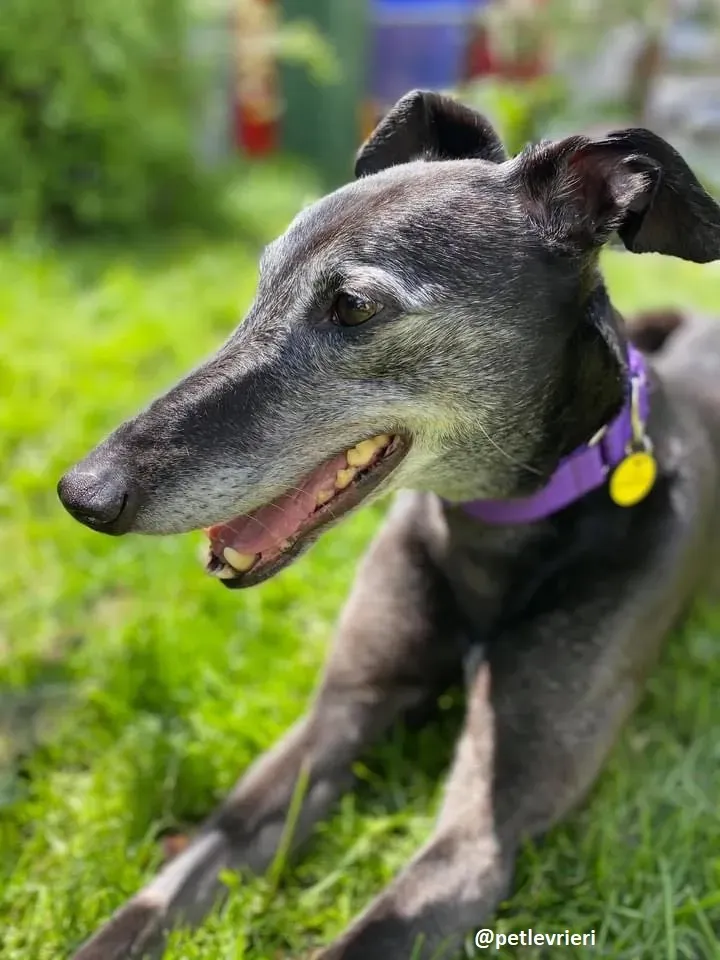 ethel adozione greyhound 18