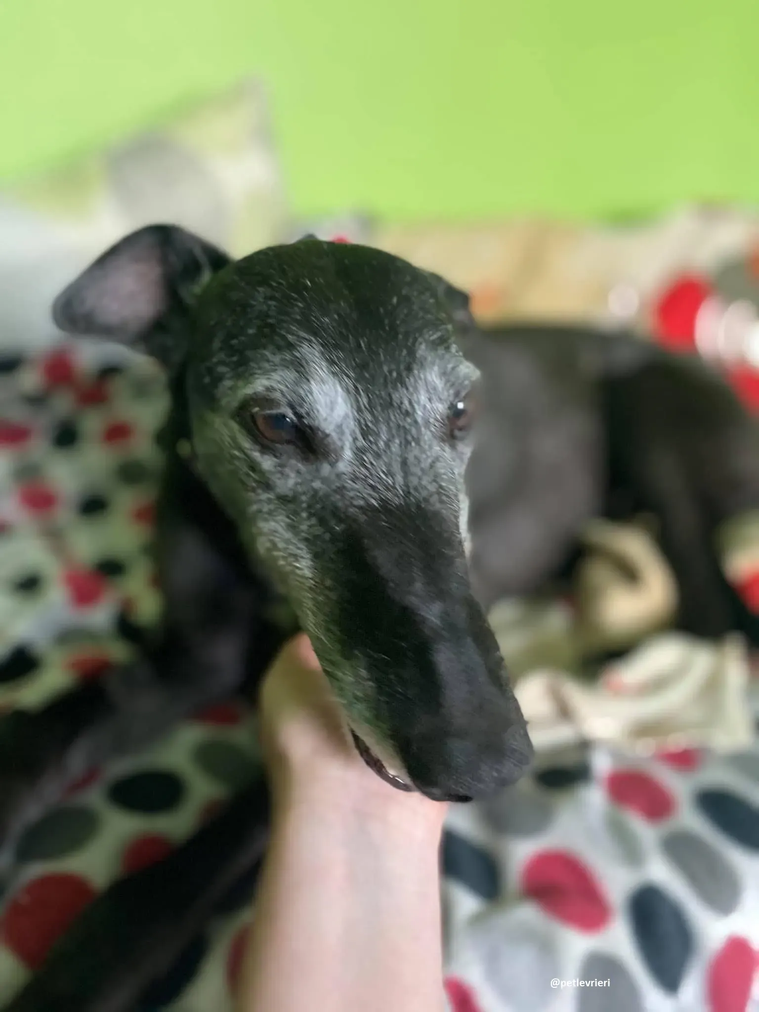 ethel adozione greyhound 19