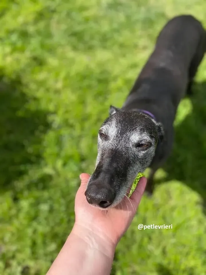 ethel adozione greyhound 2 1