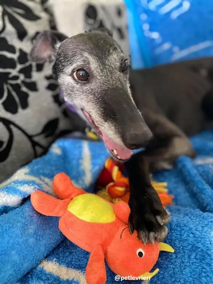 ethel adozione greyhound 2 2