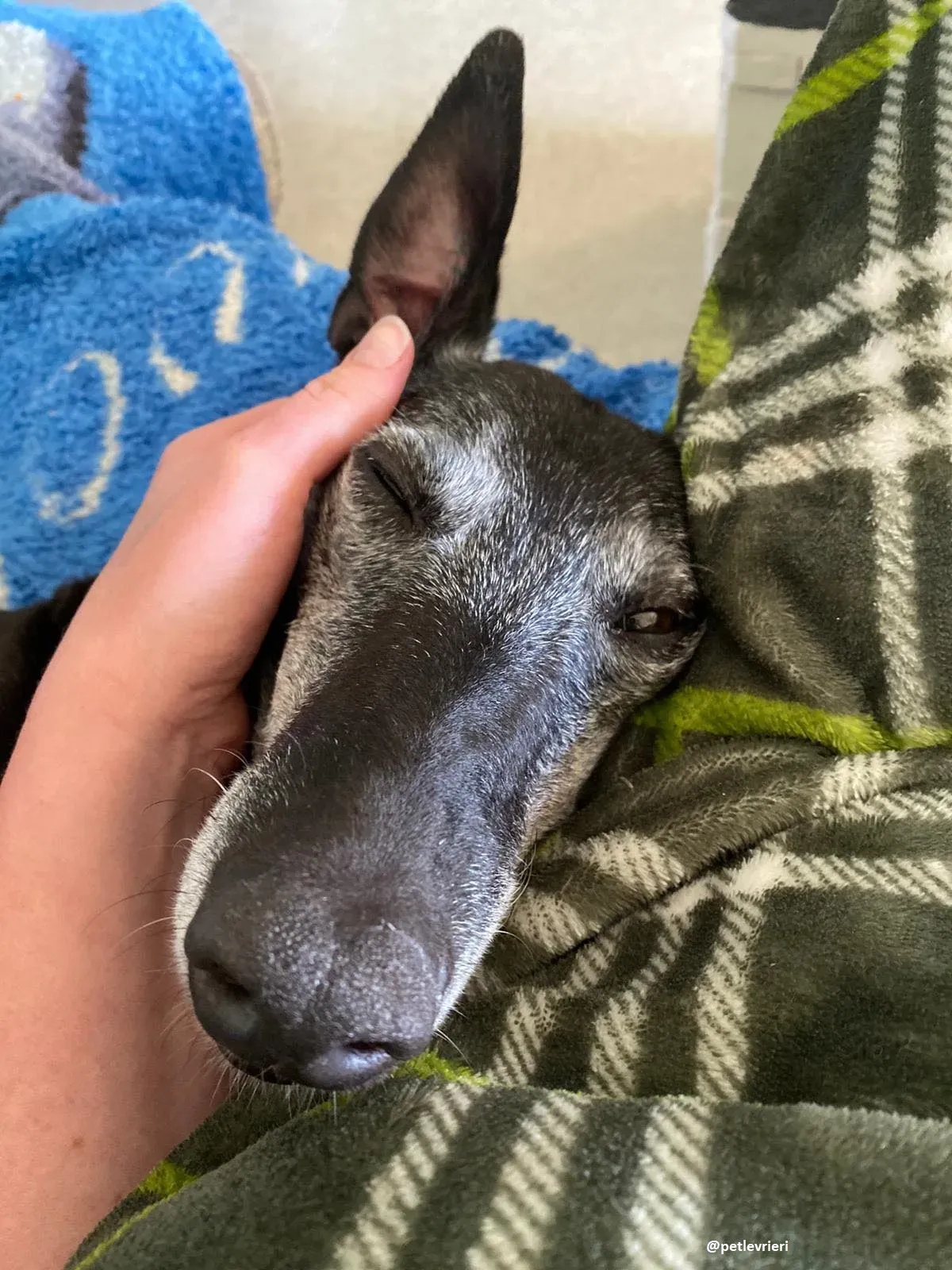 ethel adozione greyhound 2 3