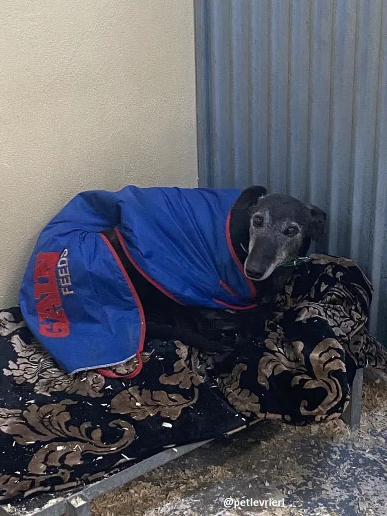 ethel adozione greyhound 2