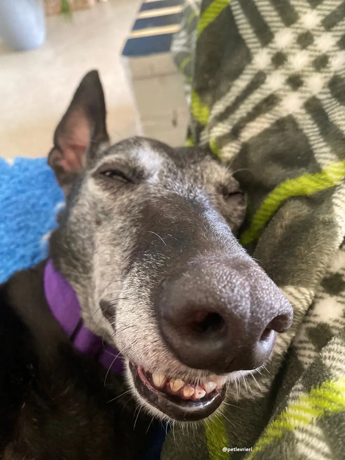 ethel adozione greyhound 20