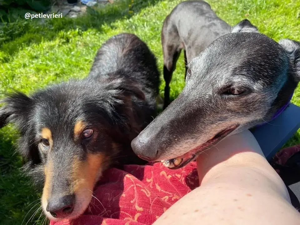 ethel adozione greyhound 3 1