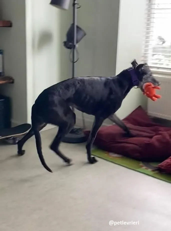 ethel adozione greyhound 3 2