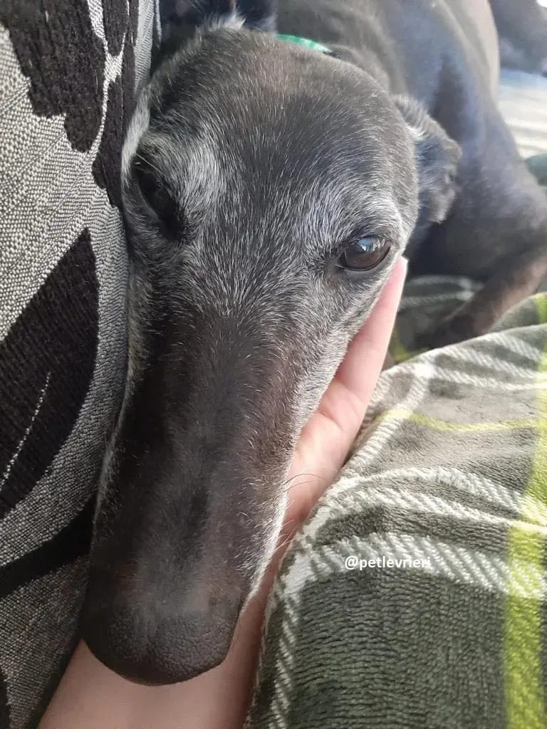 ethel adozione greyhound 3