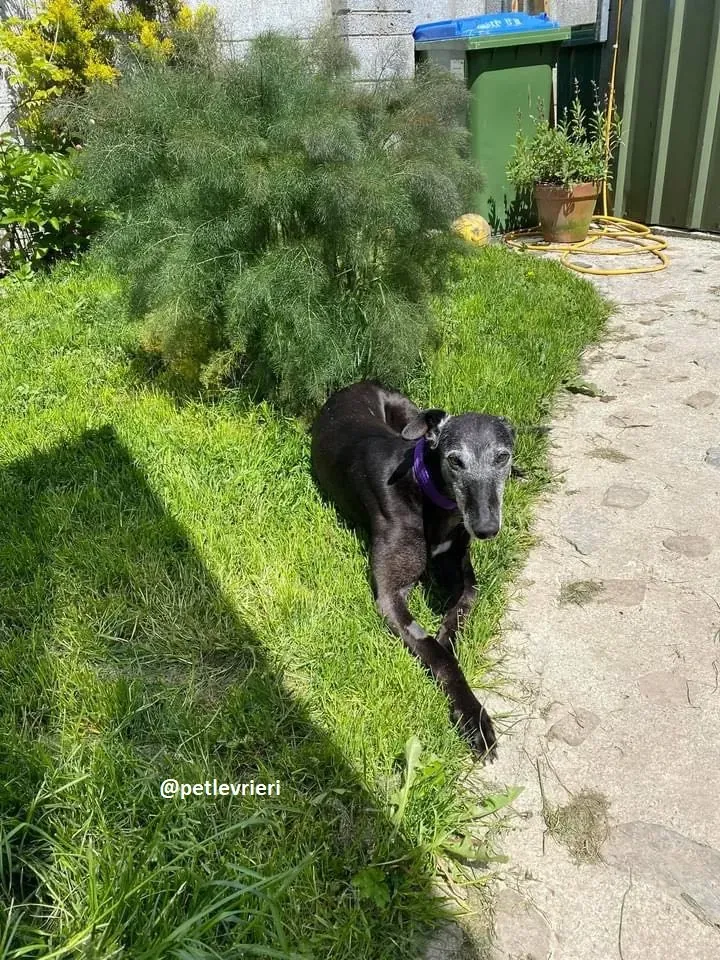 ethel adozione greyhound 4 1