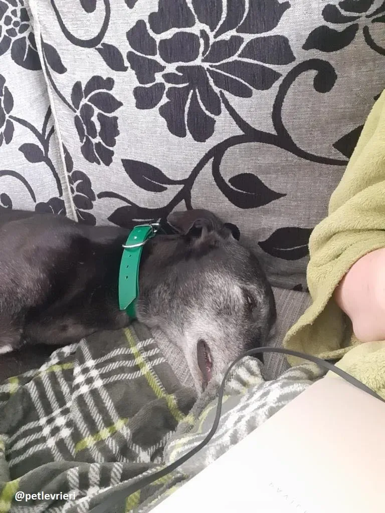 ethel adozione greyhound 4