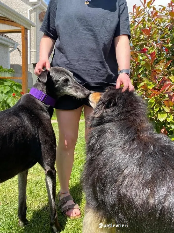 ethel adozione greyhound 5 1