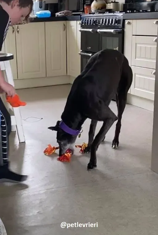 ethel adozione greyhound 5 2