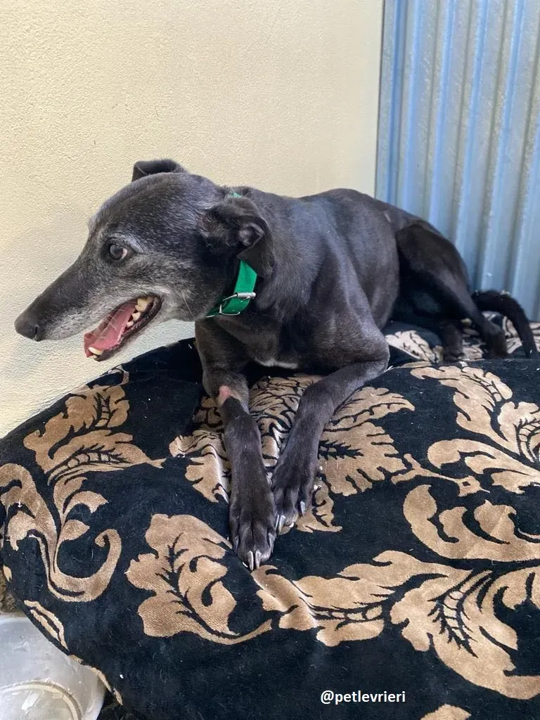 ethel adozione greyhound 5