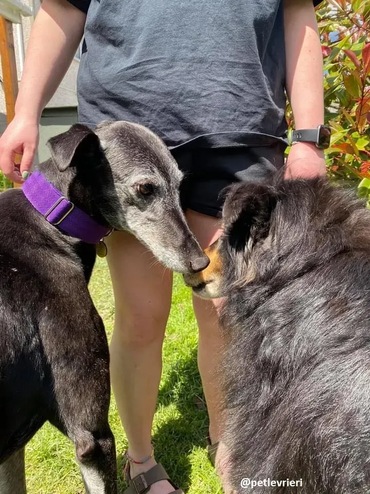 ethel adozione greyhound 6 1