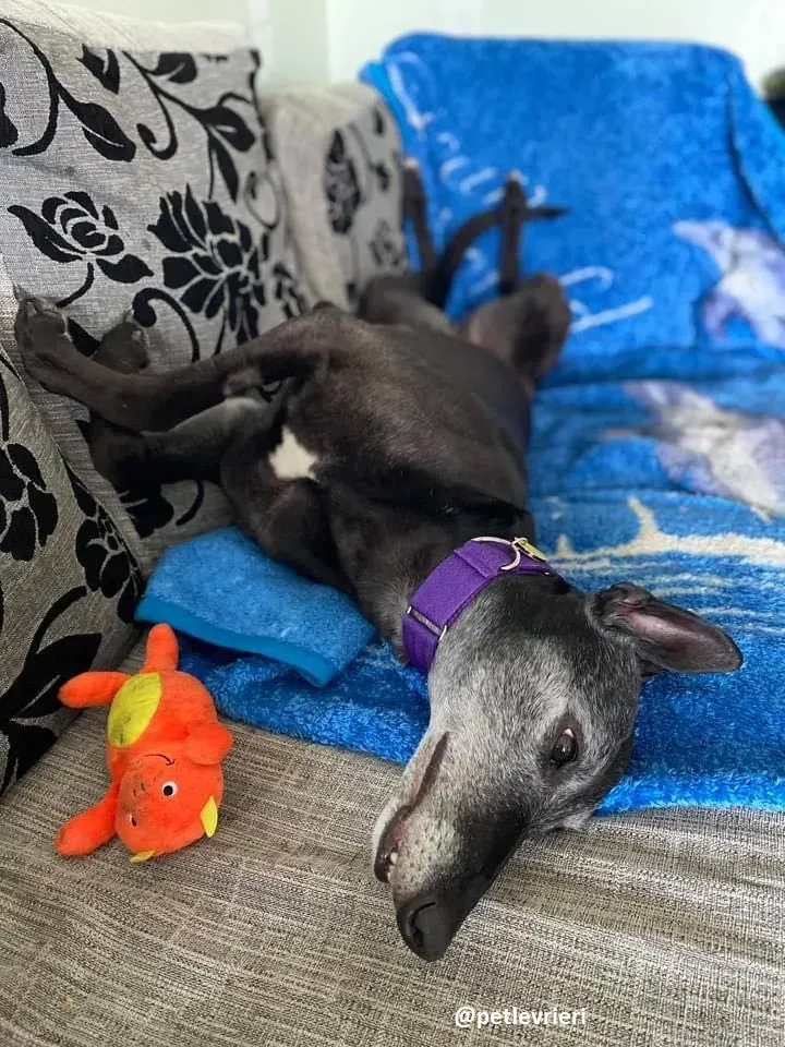 ethel adozione greyhound 6 2