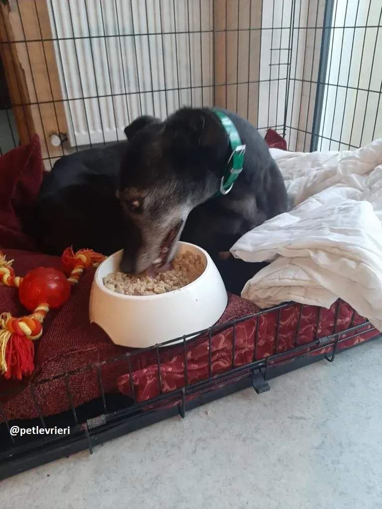 ethel adozione greyhound 6