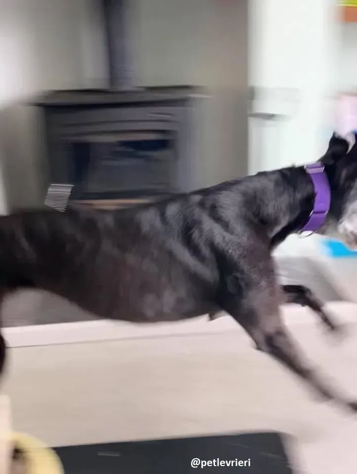 ethel adozione greyhound 7 2