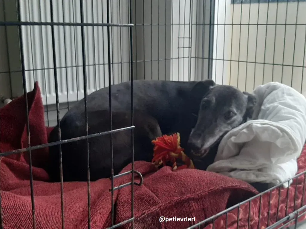 ethel adozione greyhound 7